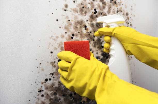 Home Mold Removal in Diamond, MO